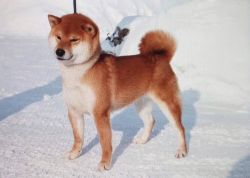 picture of dog