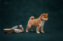 picture of dog
