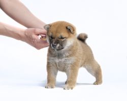 picture of dog