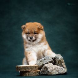 picture of dog