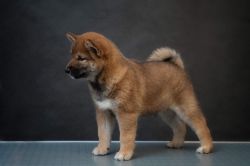 picture of dog