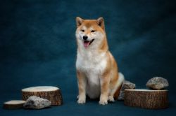 picture of dog