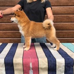 picture of dog