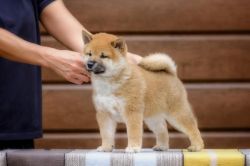 picture of dog