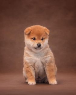 picture of dog