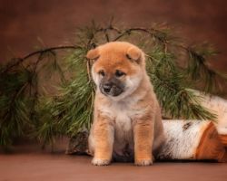 picture of dog