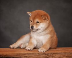 picture of dog