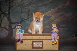 picture of dog
