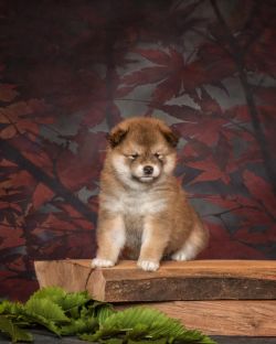 picture of dog