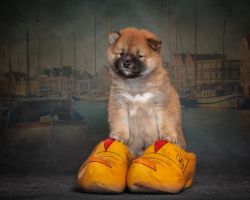 picture of dog