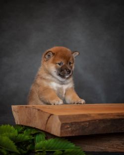 picture of dog