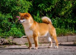 picture of dog