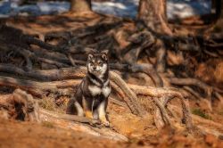 picture of dog