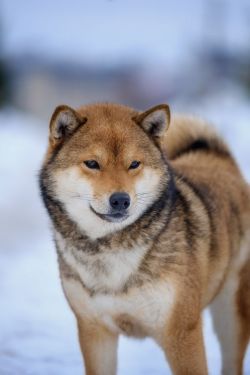 picture of dog