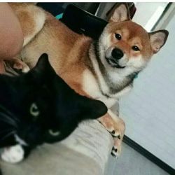 picture of dog
