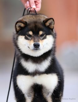picture of dog
