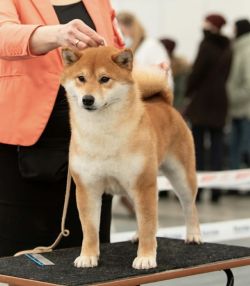 picture of dog