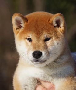 picture of dog