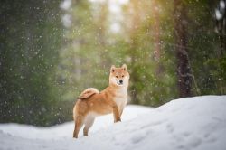 picture of dog
