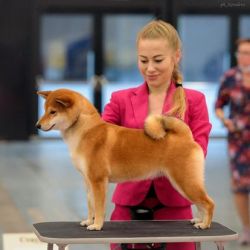 picture of dog