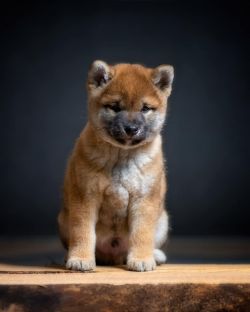 picture of dog