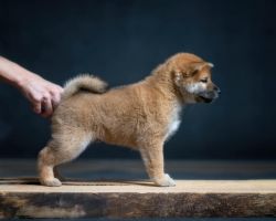 picture of dog
