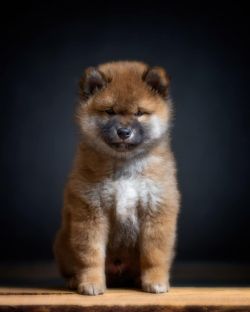 picture of dog