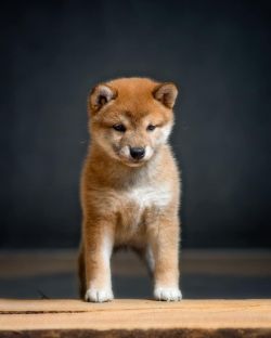 picture of dog