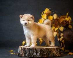 picture of dog