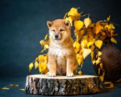picture of dog