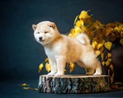 picture of dog
