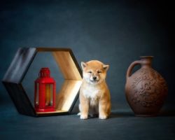 picture of dog