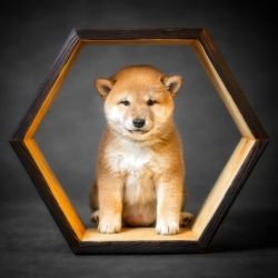 picture of dog