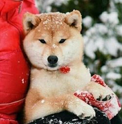 picture of dog