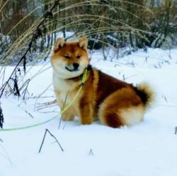 picture of dog
