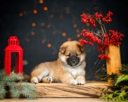 picture of dog