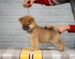 picture of dog