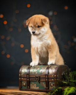 picture of dog