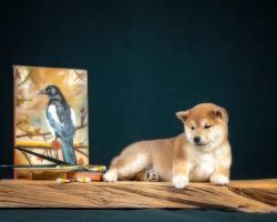 picture of dog