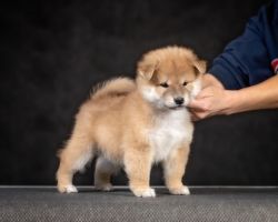 picture of dog