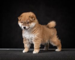 picture of dog