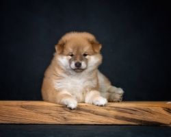 picture of dog