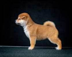 picture of dog