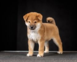 picture of dog