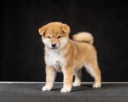 picture of dog