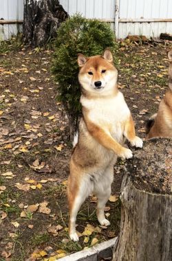 picture of dog