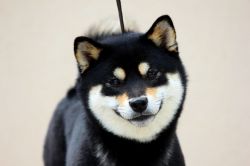 picture of dog