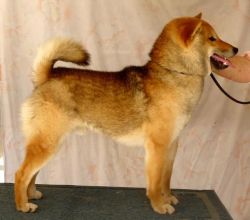 picture of dog