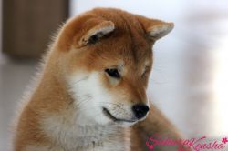 picture of dog