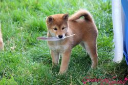 picture of dog